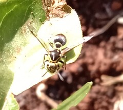 Protonectarina sylveirae