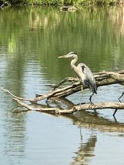 Ardea herodias