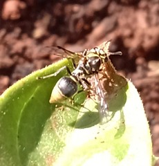 Protonectarina sylveirae
