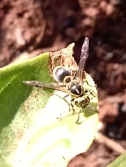 Protonectarina sylveirae