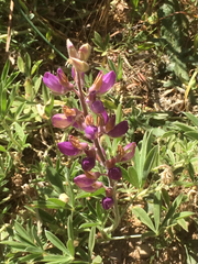 Lupinus formosus