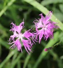 Dianthus superbus superbus