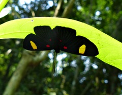 Melanis aegates limbata