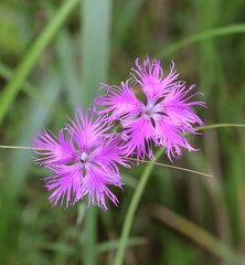 Dianthus superbus superbus