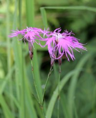 Dianthus superbus superbus