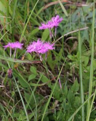 Dianthus superbus superbus