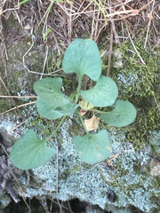 Calystegia subacaulis