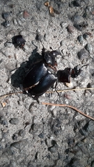 Lucanus tetraodon