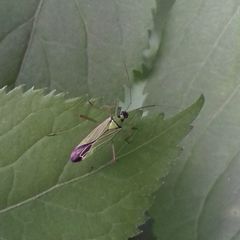 Odontoplatys bidentulus