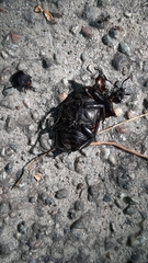 Lucanus tetraodon