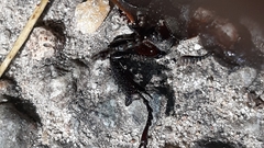 Lucanus tetraodon