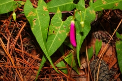 Ipomoea caudata