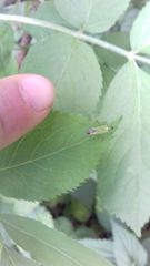 Odontoplatys bidentulus