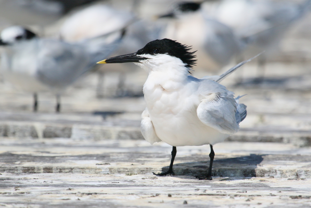 Cabot's Tern