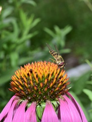 Epistrophe grossulariae