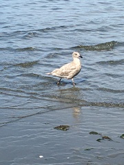 Larus glaucescens