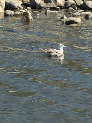 Larus californicus