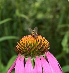 Epistrophe grossulariae
