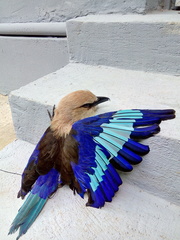 Coracias cyanogaster