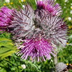 Cirsium edule