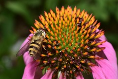 Epistrophe grossulariae