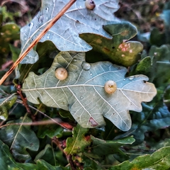 Cynips quercus