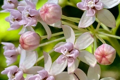 Asclepias quadrifolia