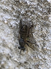 Atomosia melanopogon