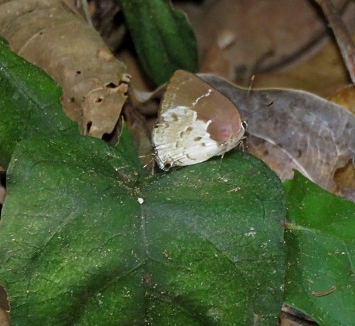 Thecla ufentina