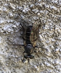 Atomosia melanopogon