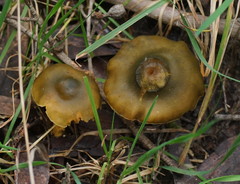 Cortinarius austrovenetus