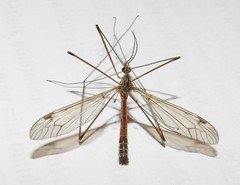 Tipula circumdata