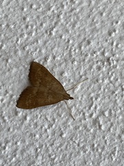 Udea fulvalis