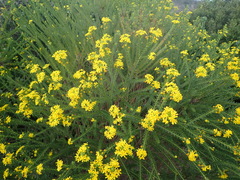 Euryops virgineus