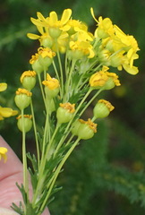 Euryops virgineus