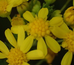 Euryops virgineus