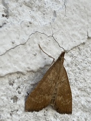 Udea fulvalis