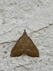 Udea fulvalis