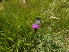 Carduus defloratus carlinifolius