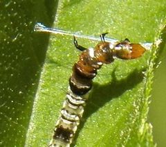 Helcystogramma melantherella
