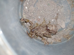 Paravaejovis spinigerus