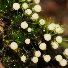 Elaeomyxa cerifera