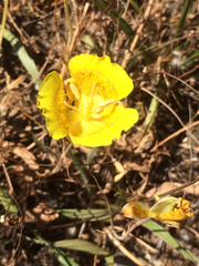 Calochortus luteus