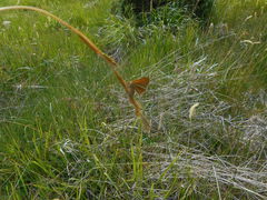 Isturgia limbaria