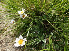 Leucanthemum heterophyllum