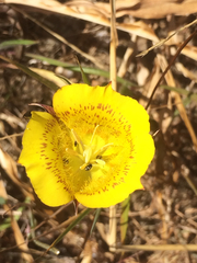 Calochortus luteus