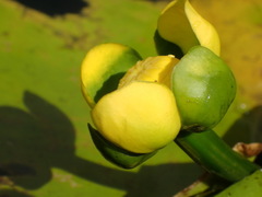Nuphar advena image