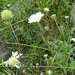 Lomelosia palaestina - Photo (c) יאיר אור, alguns direitos reservados (CC BY-NC-SA), uploaded by יאיר אור