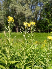 Jacobaea paludosa lanata
