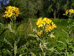 Jacobaea paludosa lanata